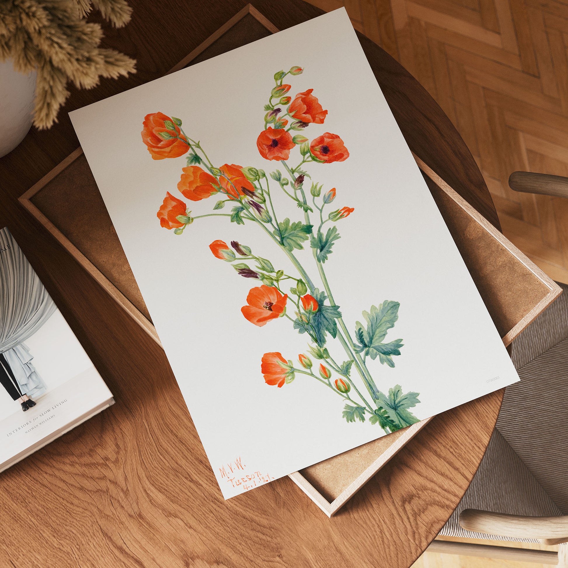 Botanical 30x40cm Art Print Scarlet Globe Mallow (Sphaeralcea grossulariaefolia) (1927) by Mary Vaux Walcott.