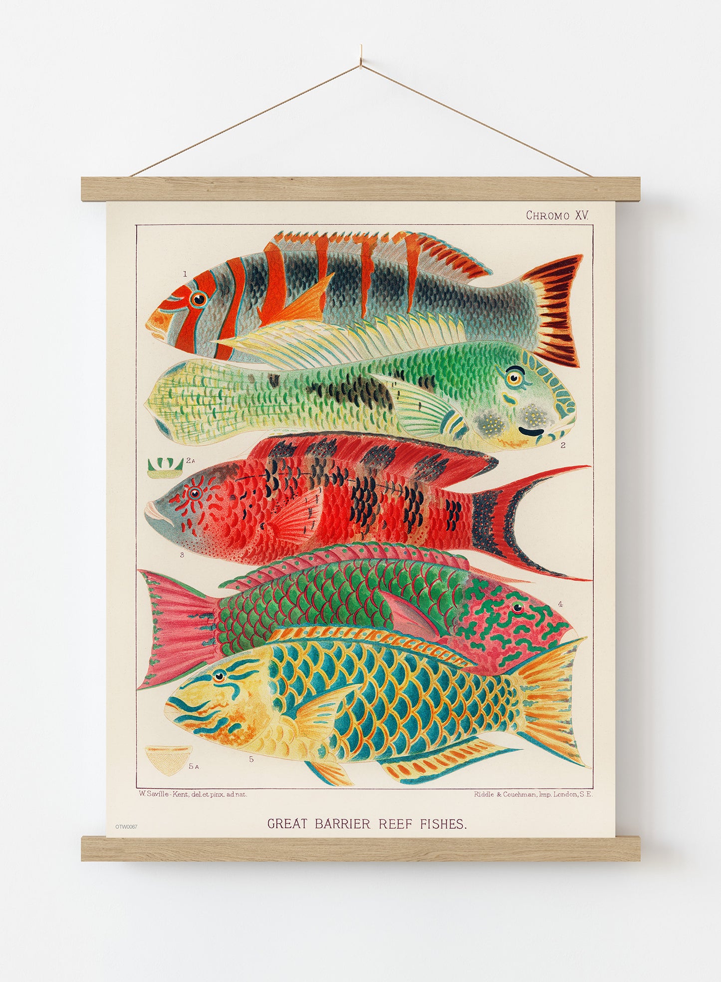 Great Barrier Reef Fish Natual History Vintage Vintage Art Wall Art Print 30x40cm Hanger