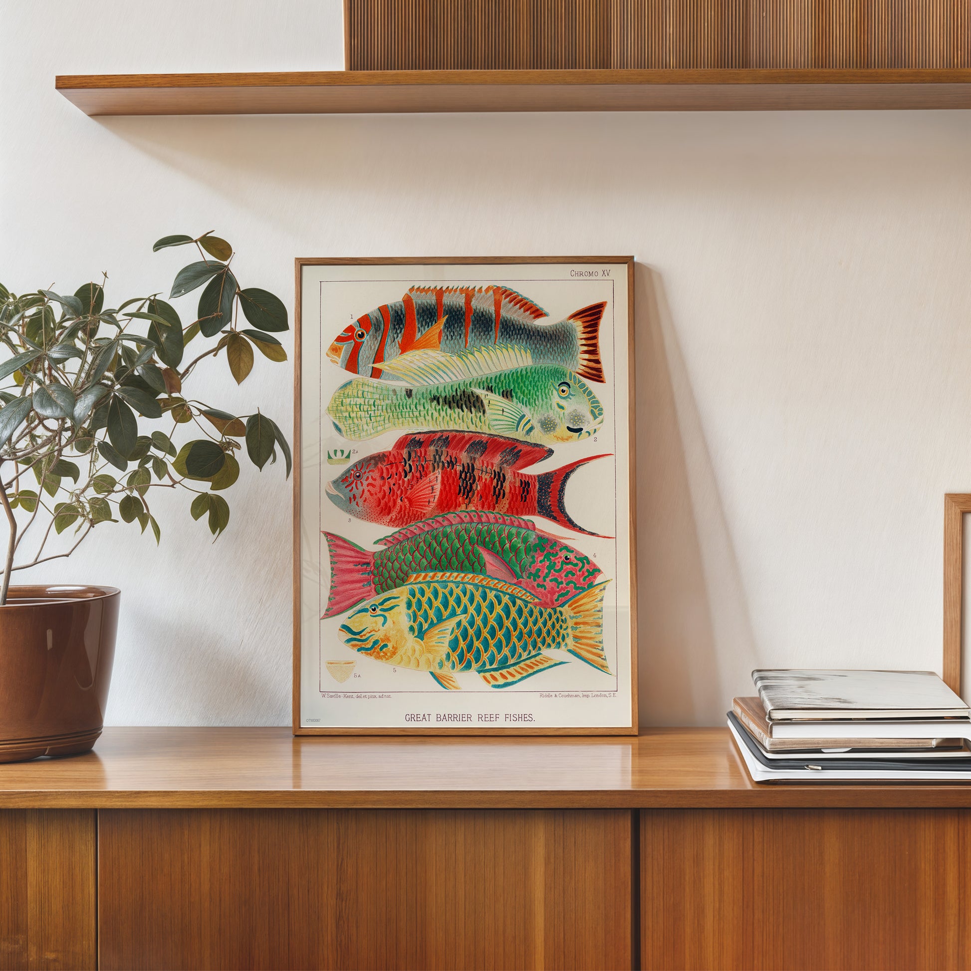 Great Barrier Reef Fish Natual History Vintage 30x40cm Art Print