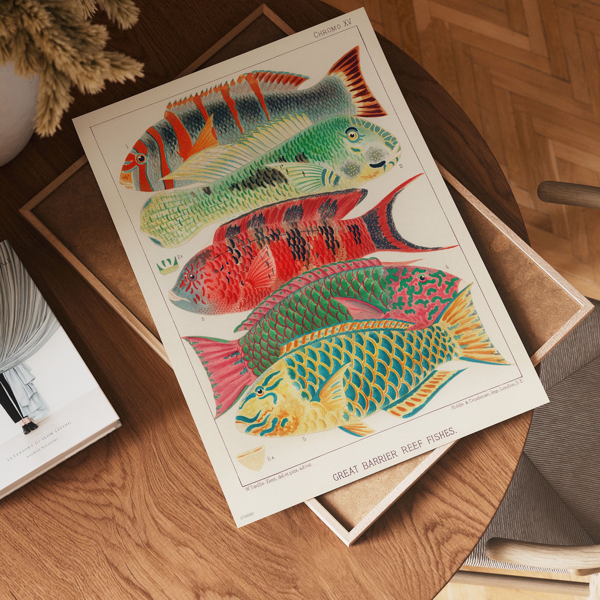 Great Barrier Reef Fish Natual History Vintage 30x40cm Art Print