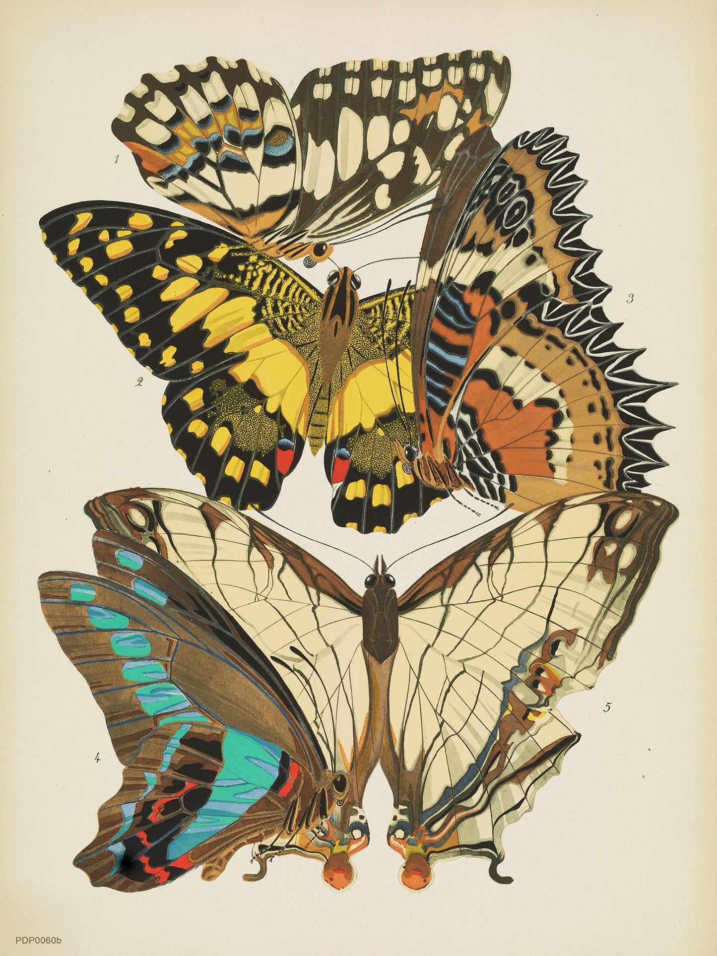 Plate 9, from Papillons, pub. 1925 by Émile-Allain Séguy 30x40cm Art Print