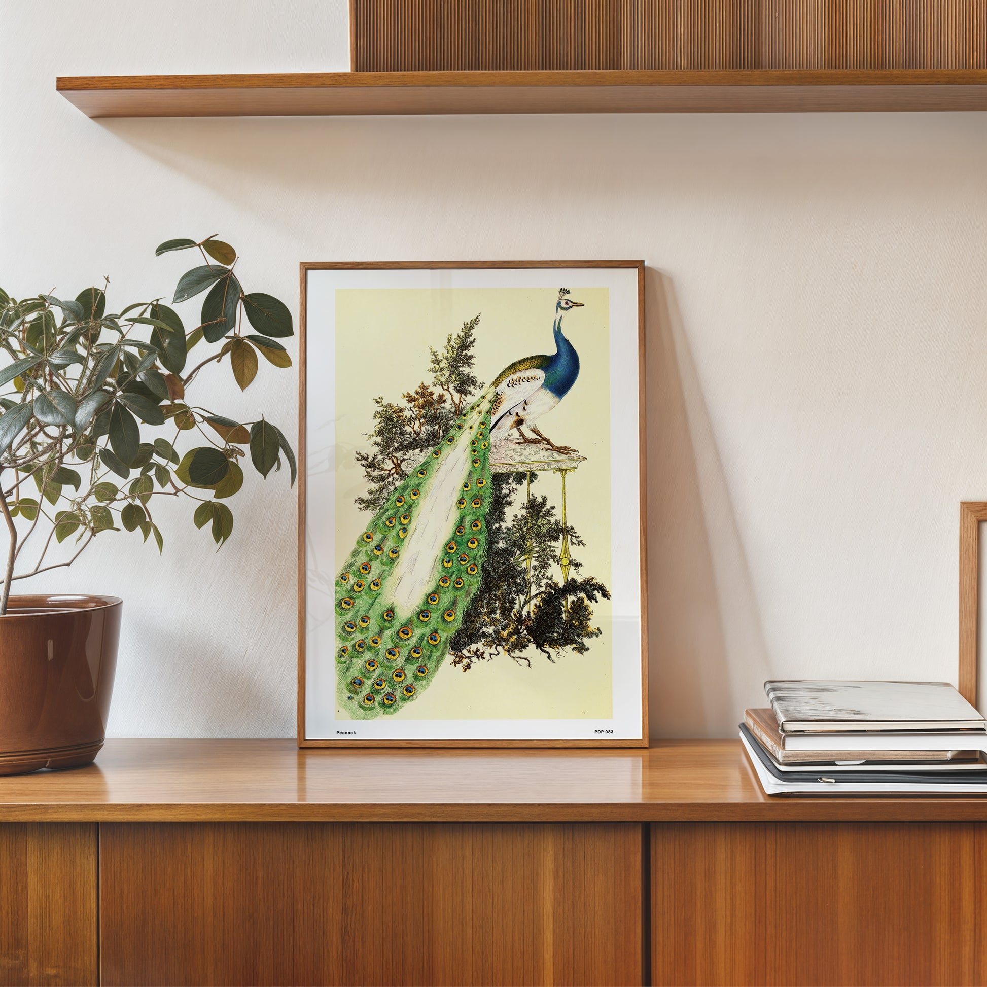 Peacock Natural History 30x40cm Art Poster Print