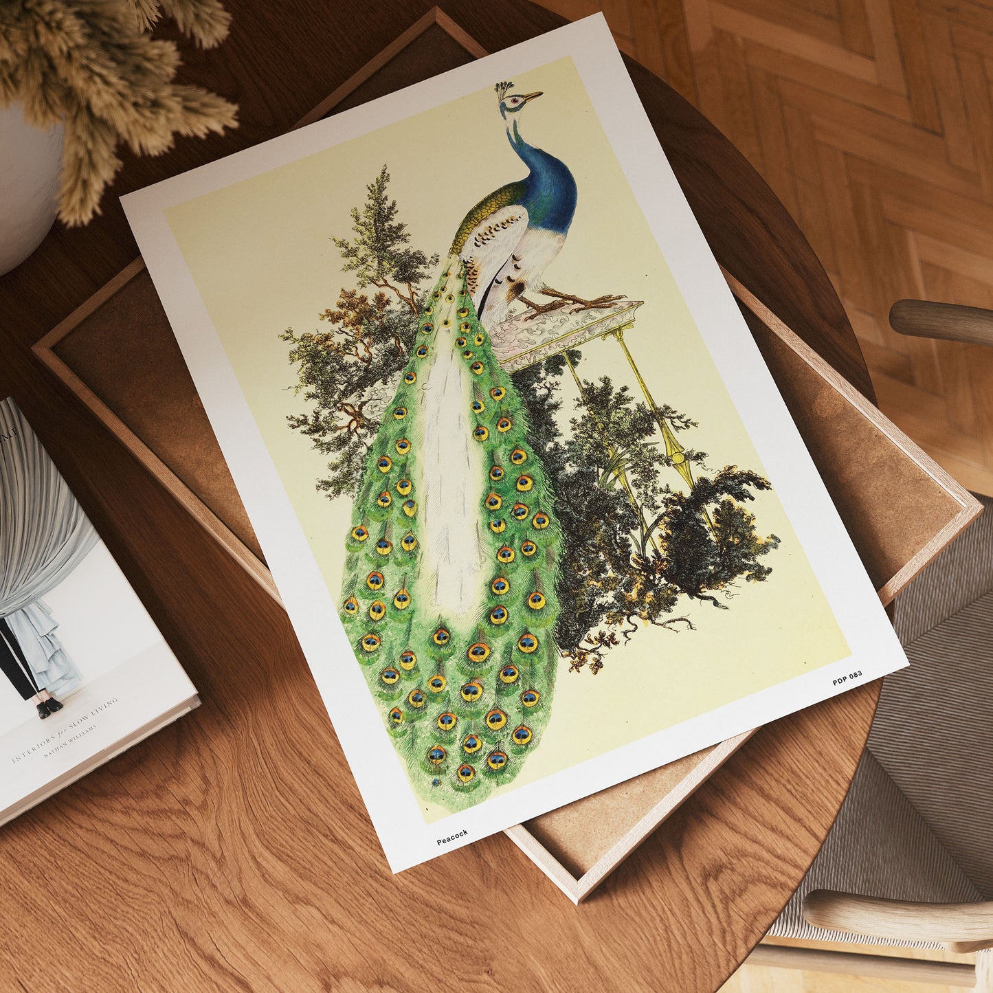 Peacock Natural History 30x40cm Art Poster Print