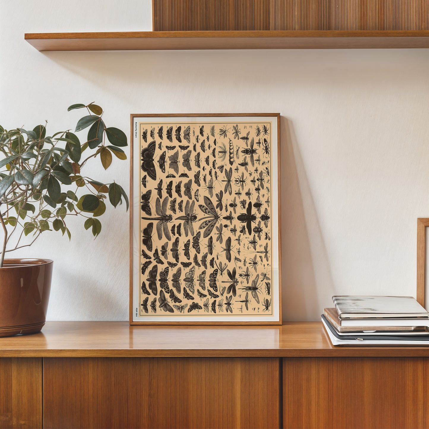 Butterfly Chart Natural History 30x40cm Art Poster Print