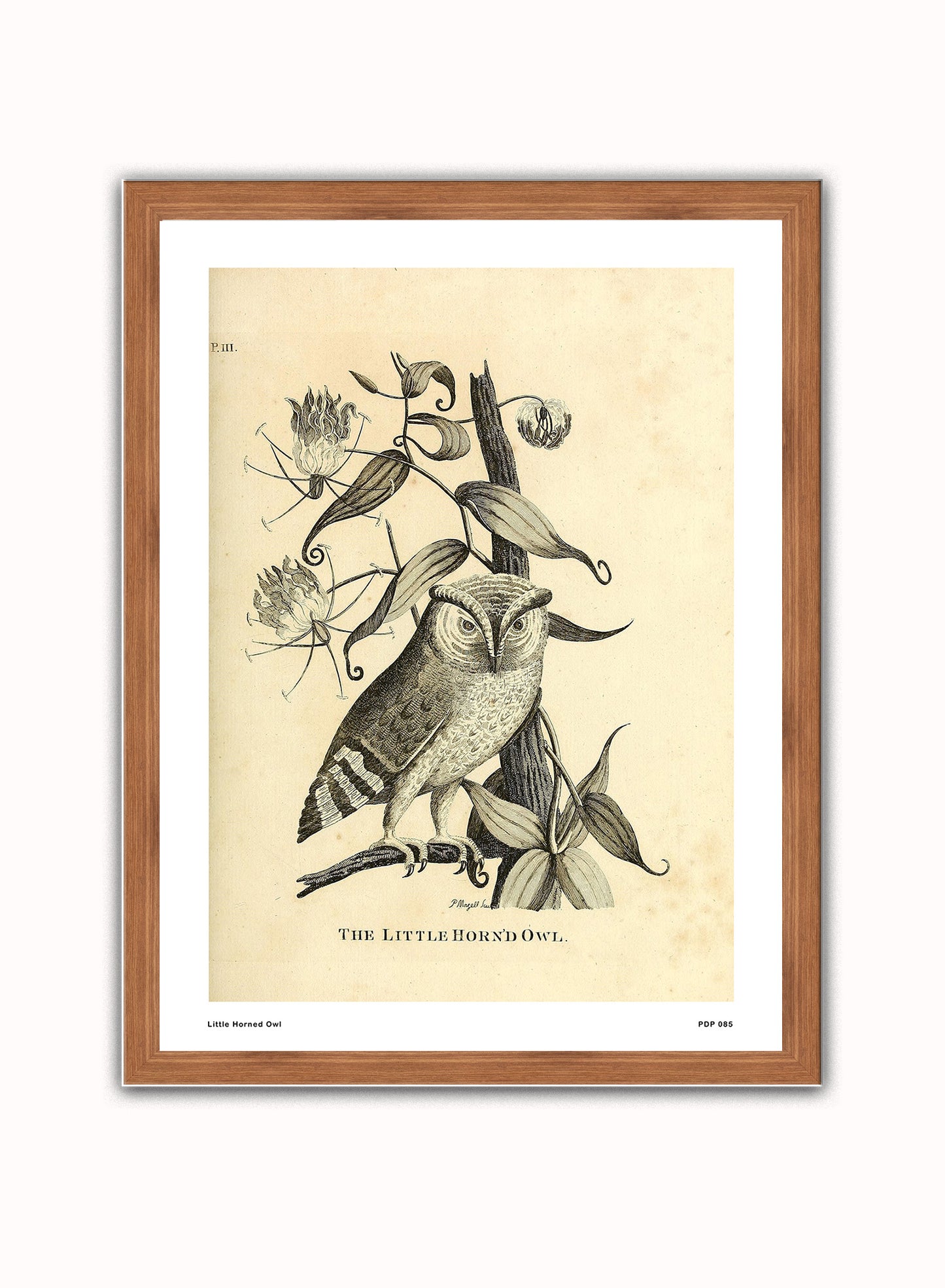 Little Horned Owl Natural History Vintage Poster Wall Art Print 30x40cm Dark Wood