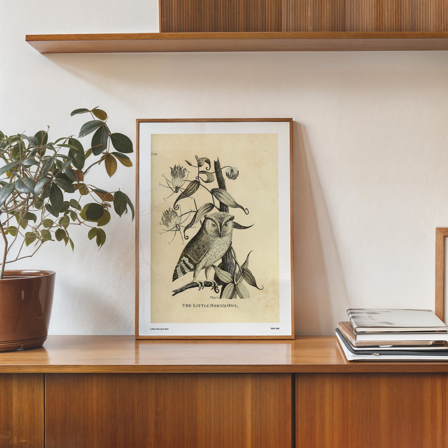 Little Horned Owl Natural History 30x40cm Art Poster Print