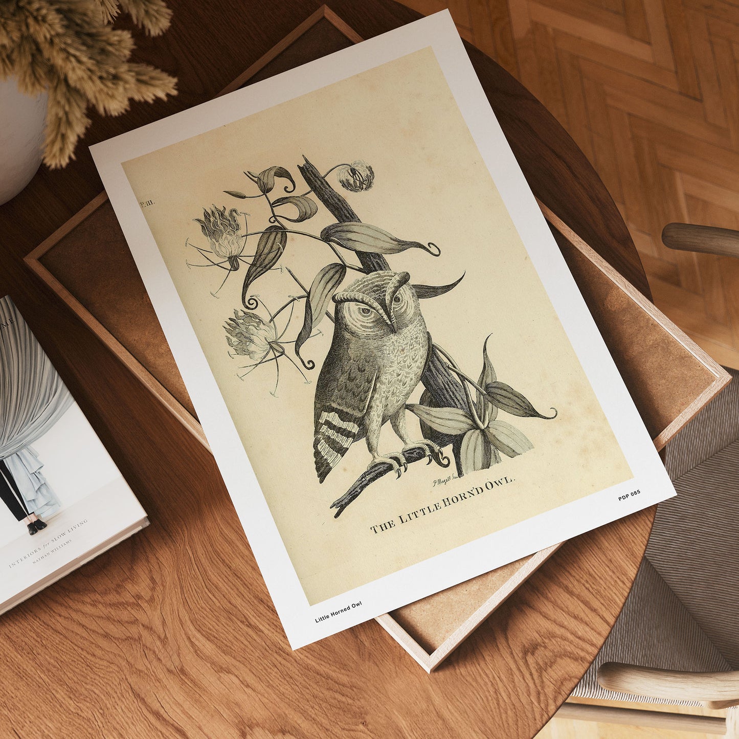 Little Horned Owl Natural History 30x40cm Art Poster Print