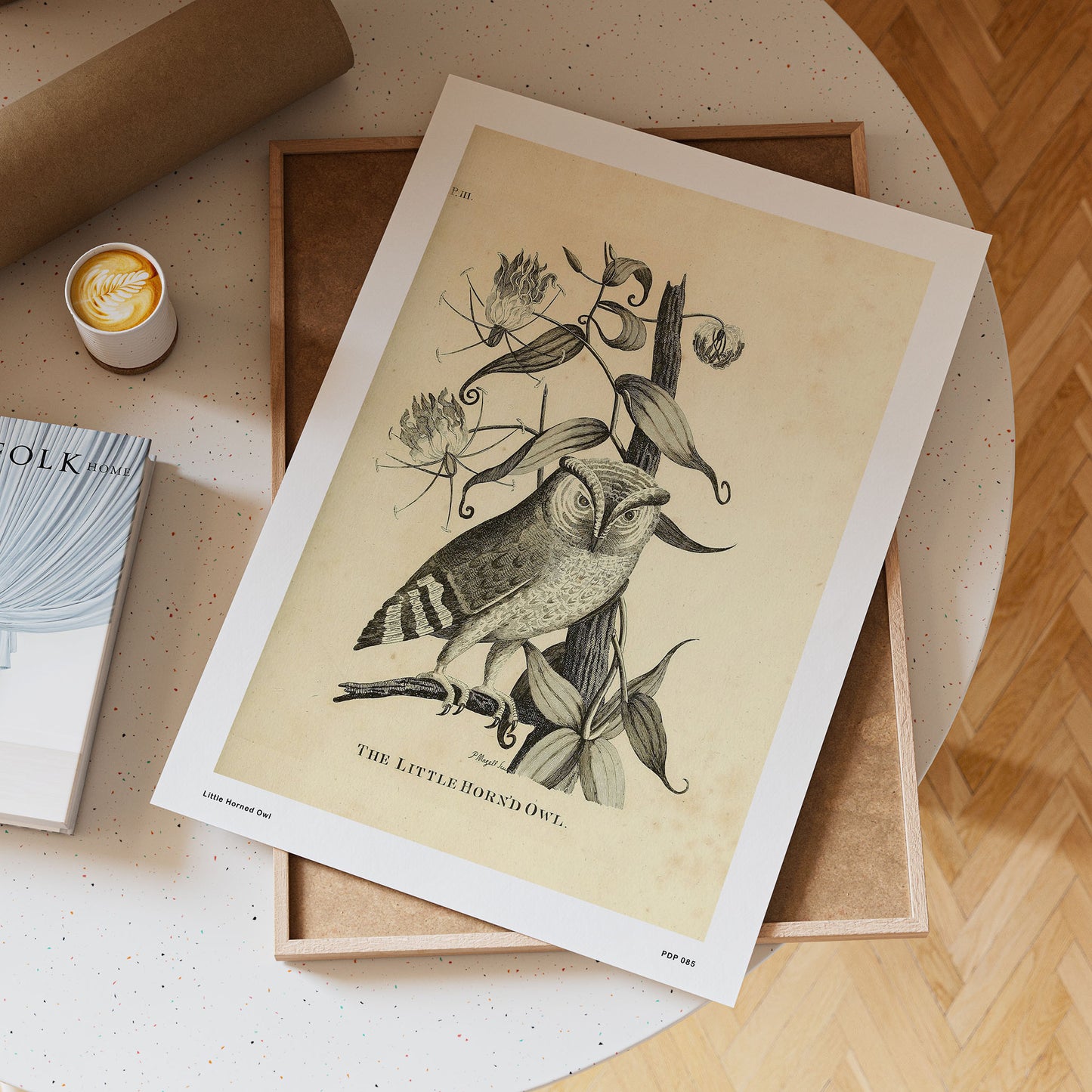 Little Horned Owl Natural History 30x40cm Art Poster Print