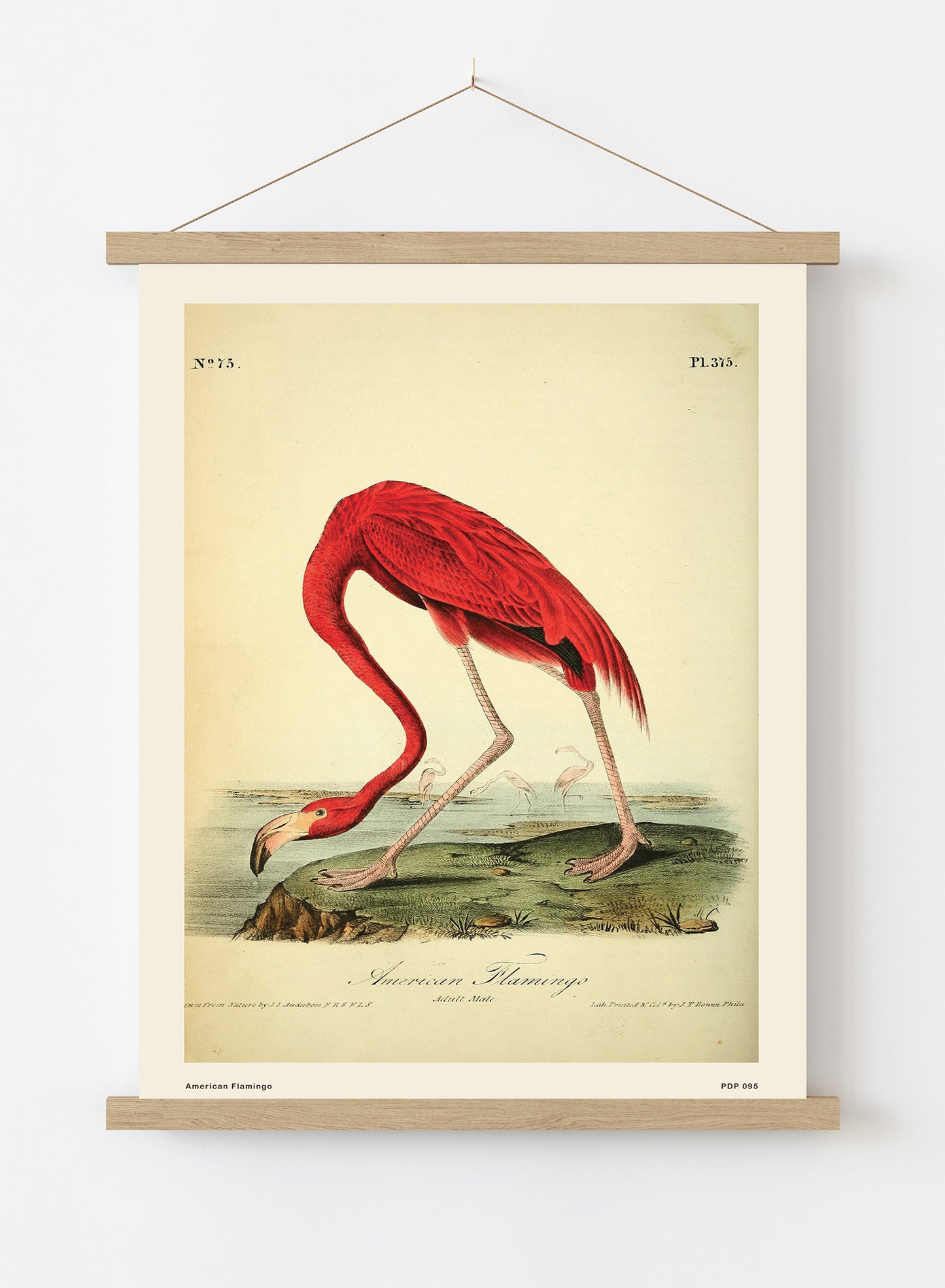 American Flamingo Natural History Vintage Poster Wall Art Print 30x40cm Hanger