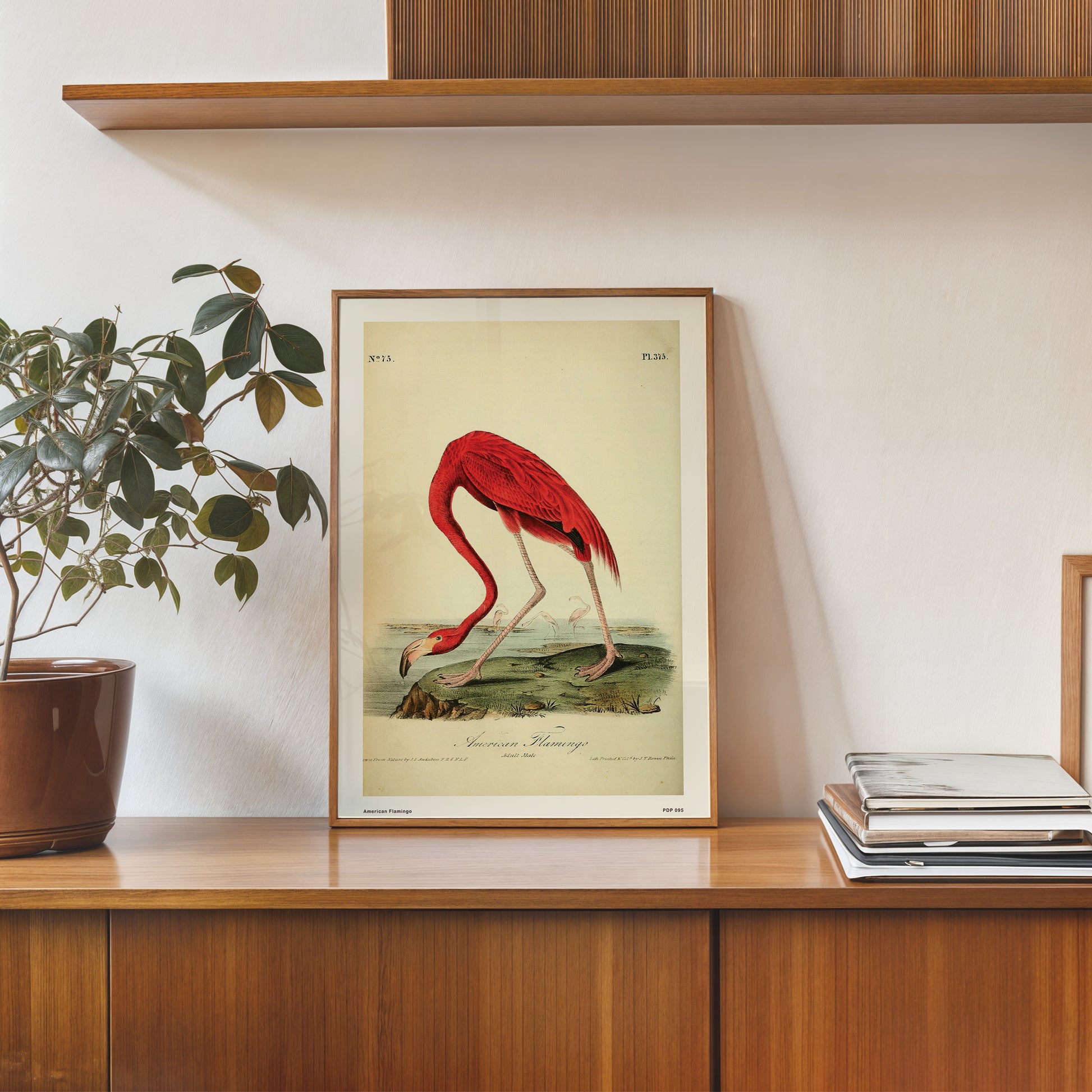 American Flamingo Natural History 30x40cm Art Poster Print
