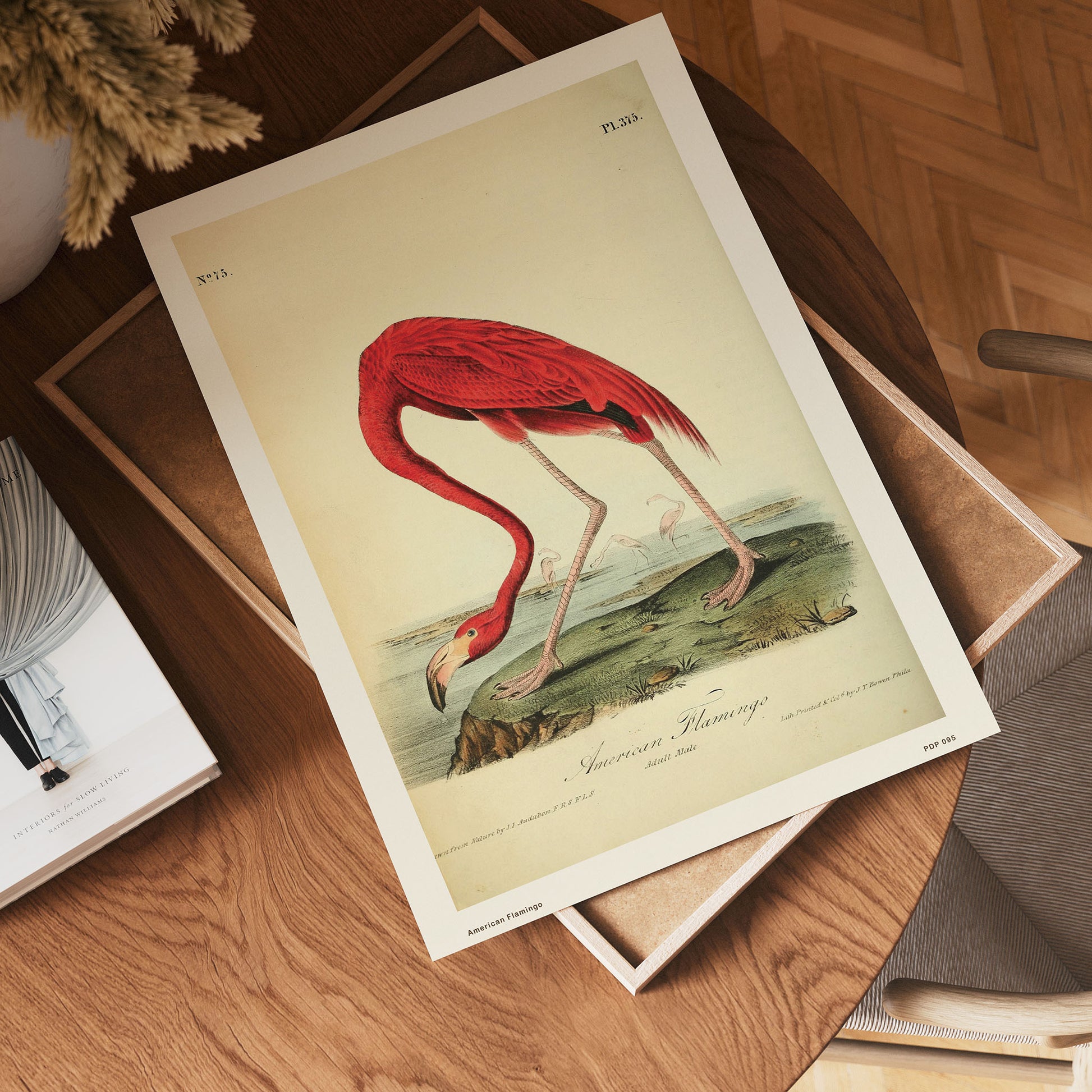 American Flamingo Natural History 30x40cm Art Poster Print