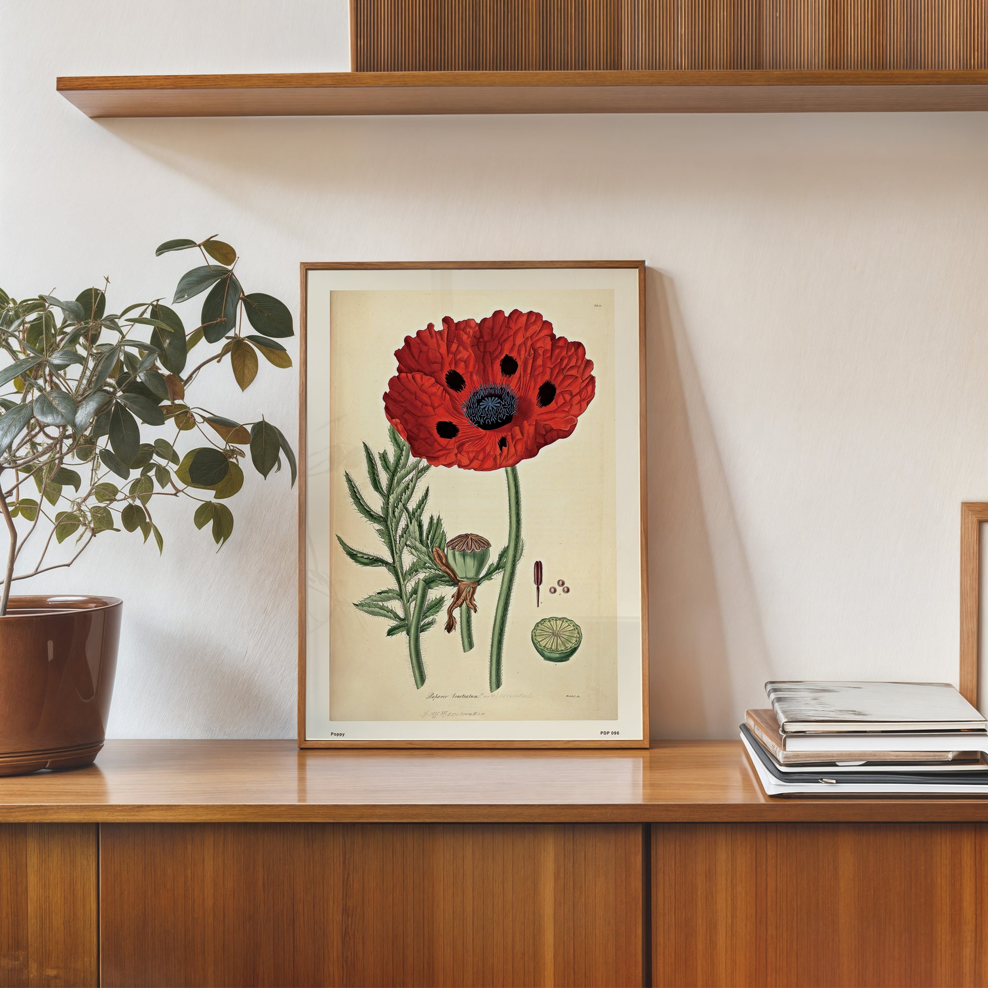 Poppy Natural History 30x40cm Art Poster Print