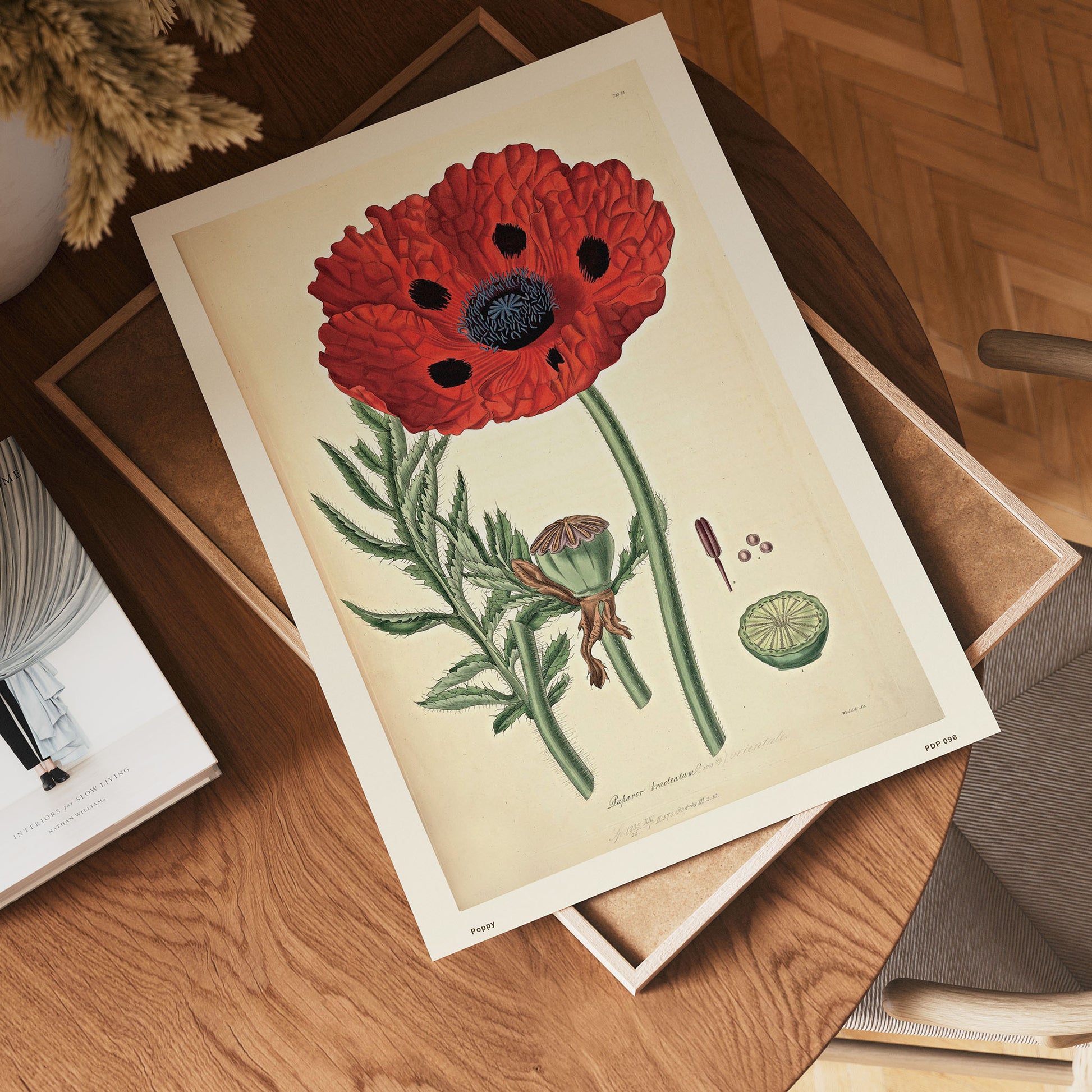Poppy Natural History 30x40cm Art Poster Print