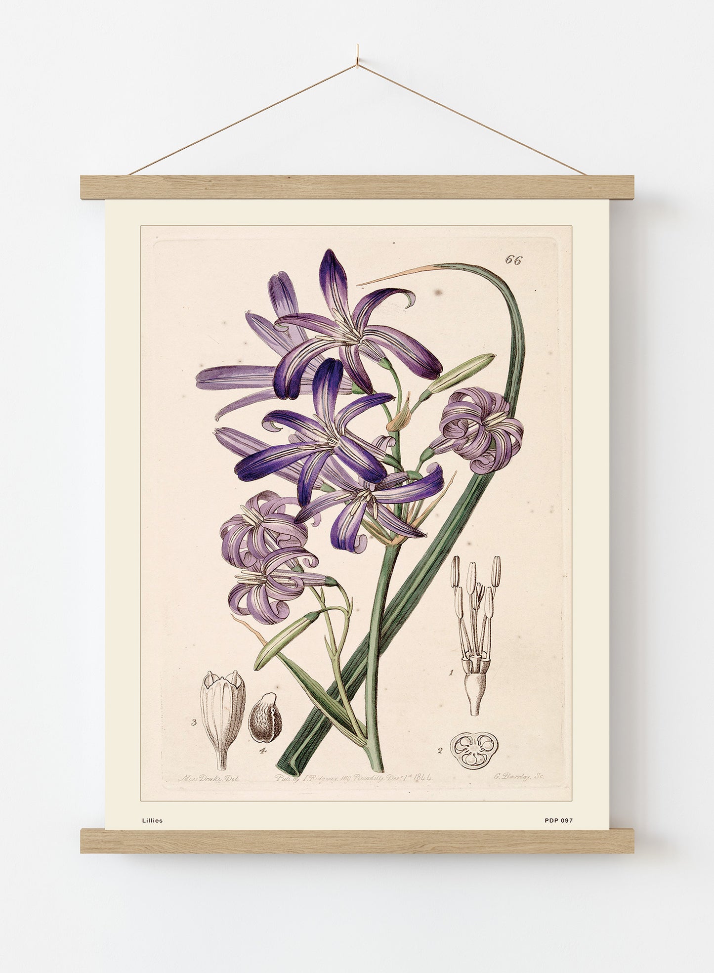 Lillies Natural History Vintage Poster Wall Art Print 30x40cm Hanger