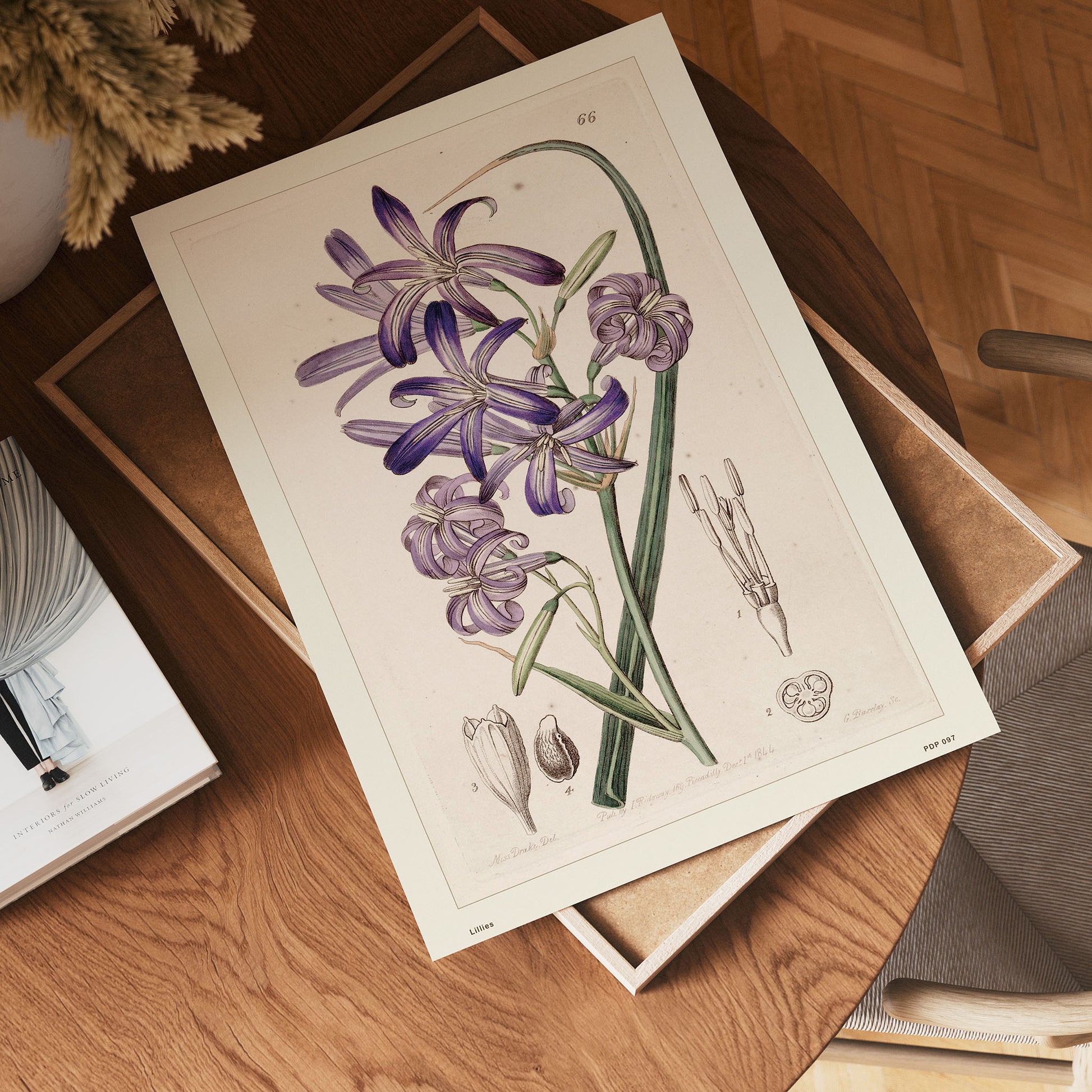 Lillies Natural History 30x40cm Art Poster Print
