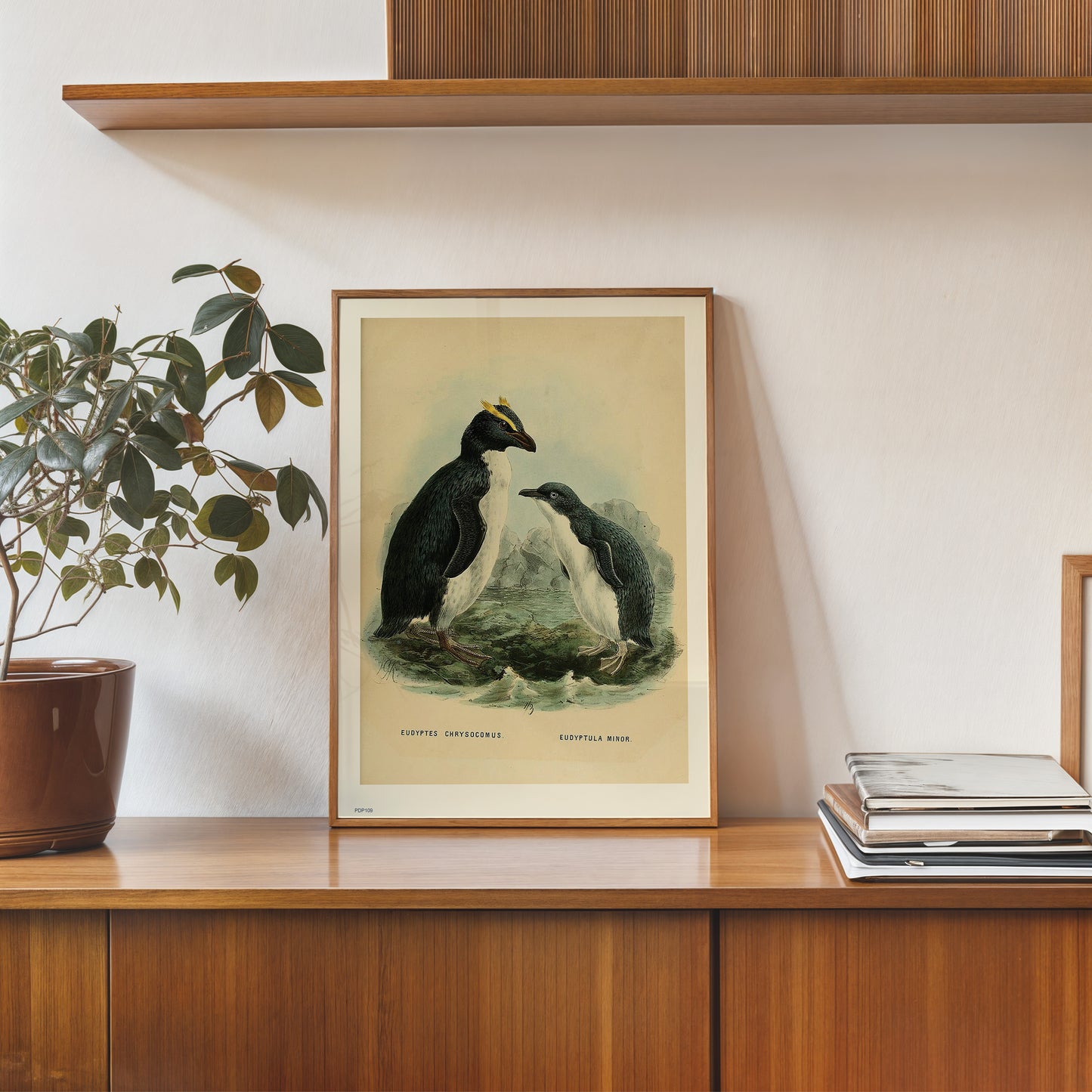 Penguins Natural History 30x40cm Art Poster Print