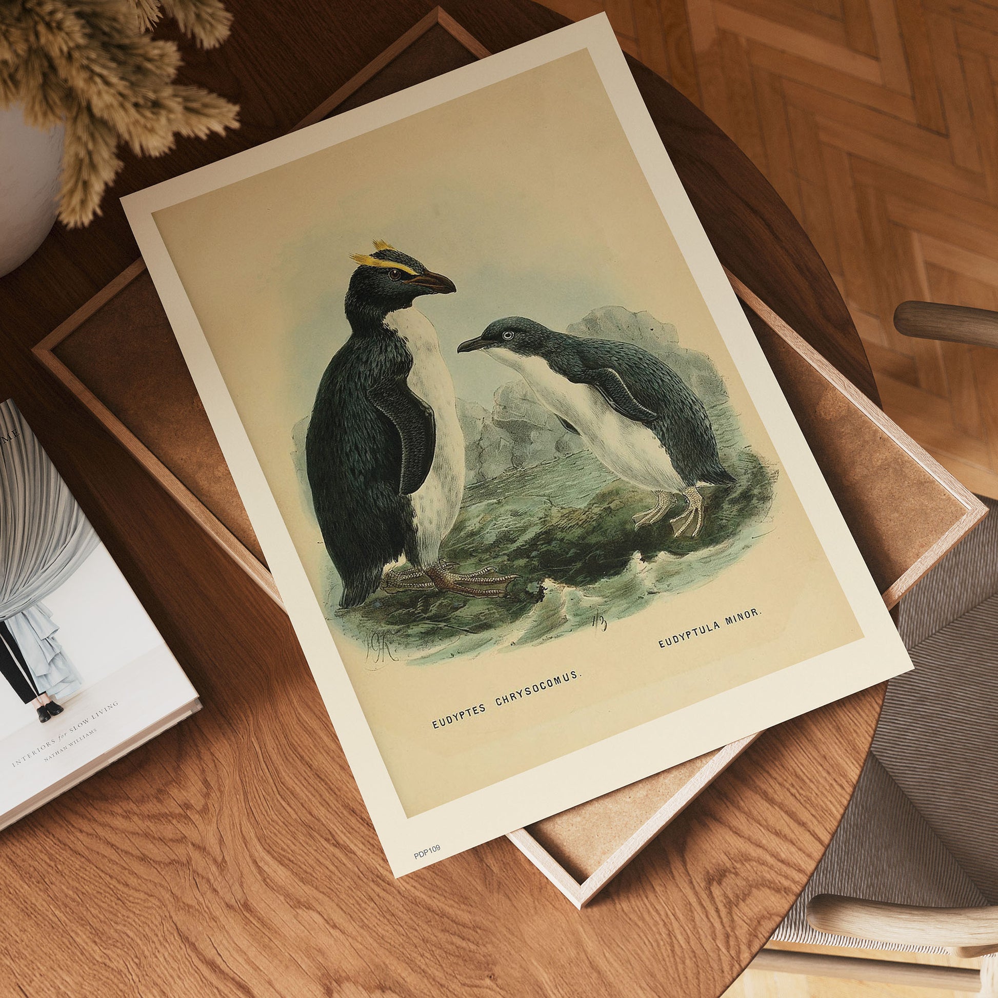 Penguins Natural History 30x40cm Art Poster Print