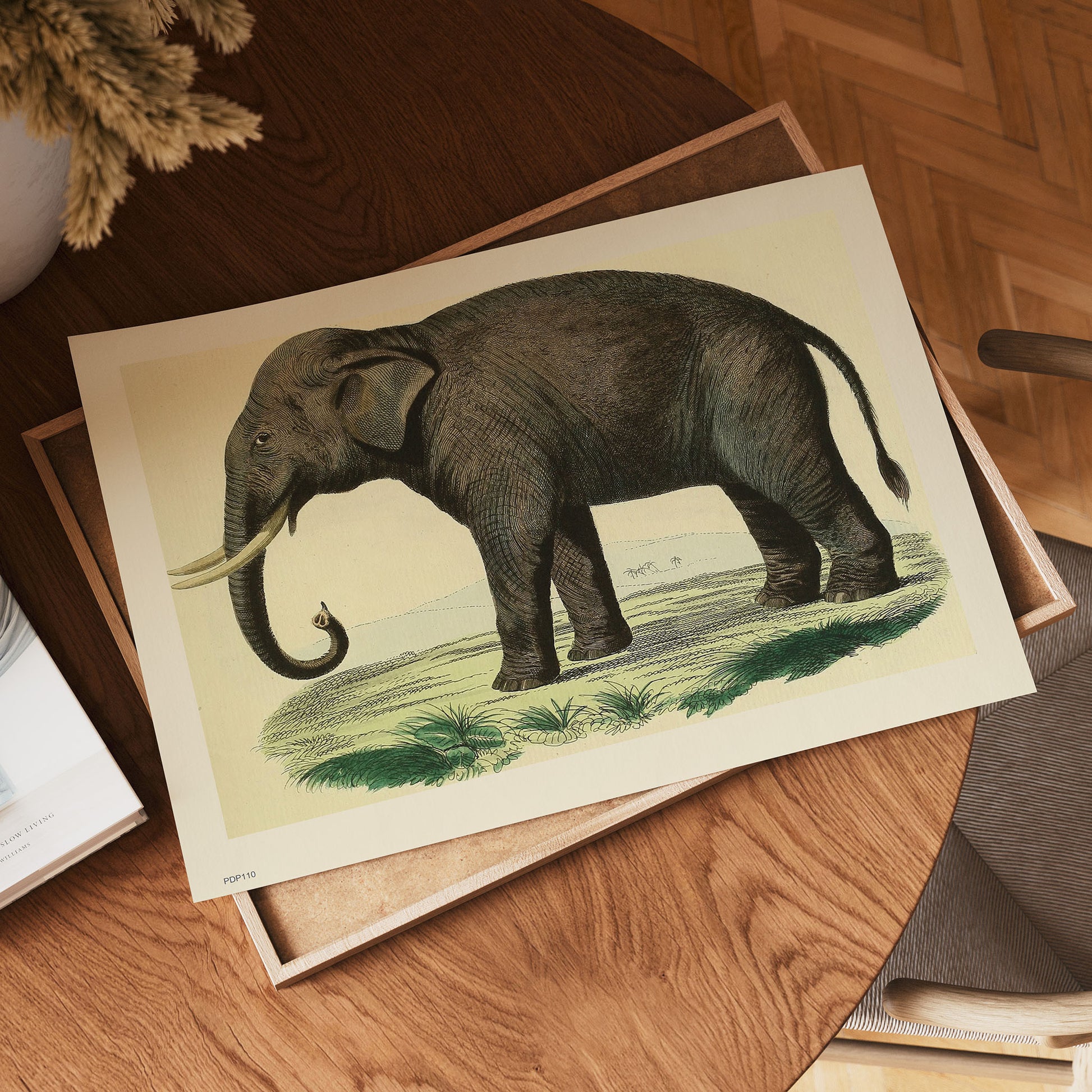Elephant Natural History 30x40cm Art Poster Print