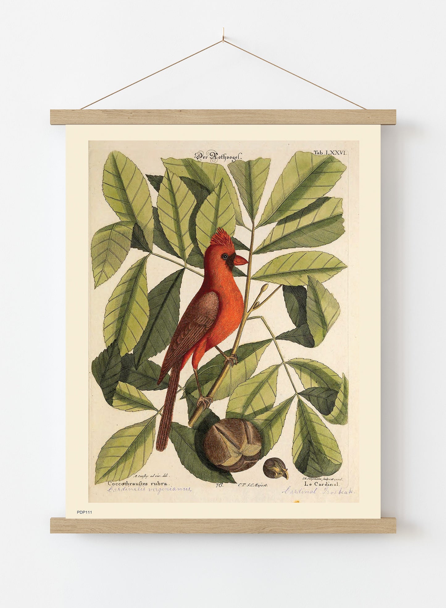 Coccothraustes Rubra (Northern Cardinal) Mark Catesby Natural History Poster Art Print Print – Natural History Poster Art Print Vintage Poster Wall Art 30x40cm Hanger