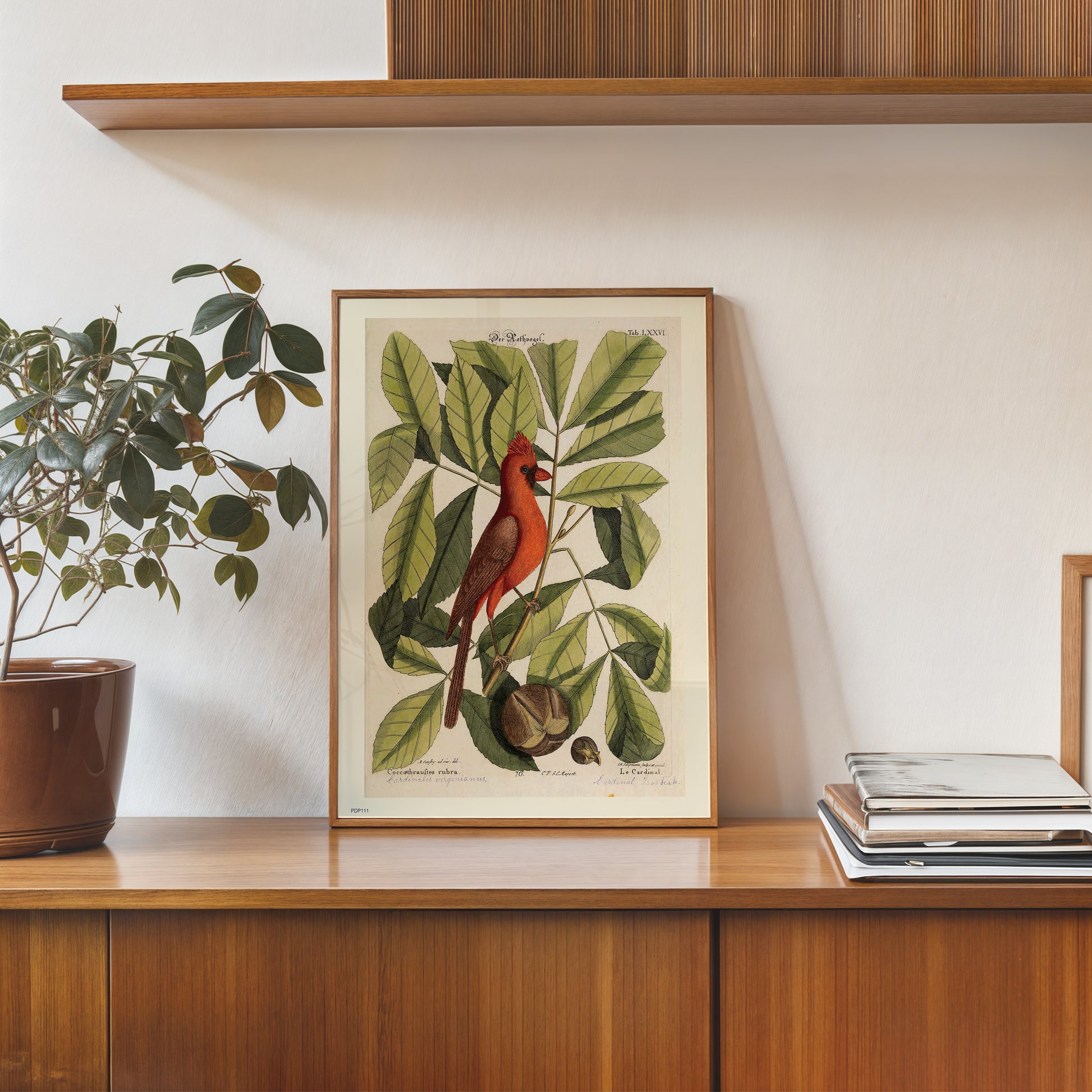 Coccothraustes Rubra (Northern Cardinal) Mark Catesby Natural History Poster Art Print 30x40cm
