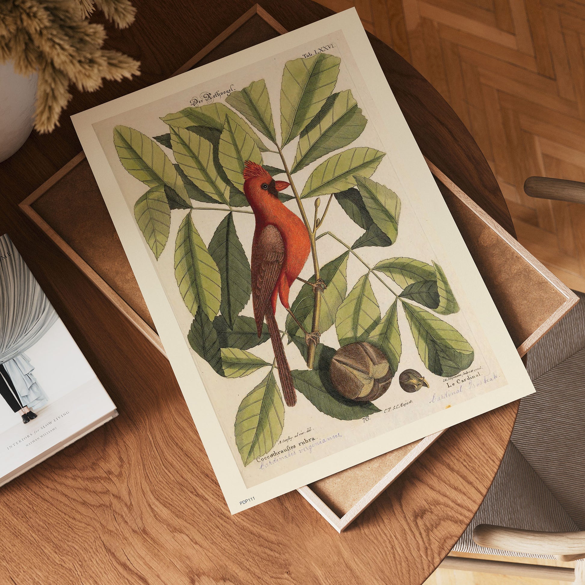 Coccothraustes Rubra (Northern Cardinal) Mark Catesby Natural History Poster Art Print 30x40cm