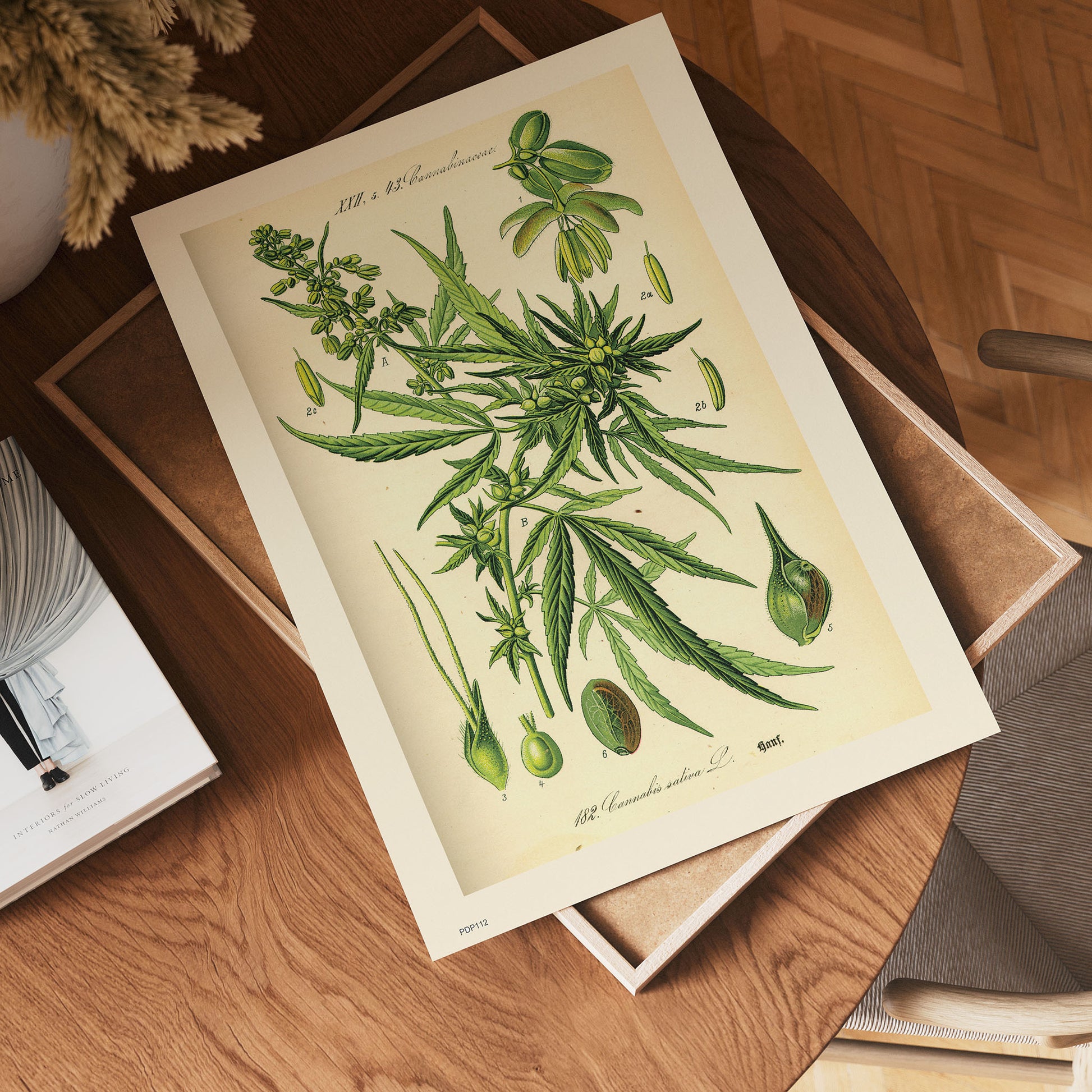 Cannabis sativa, scientific drawing from c1900 Natural History Poster Art Print 30x40cm