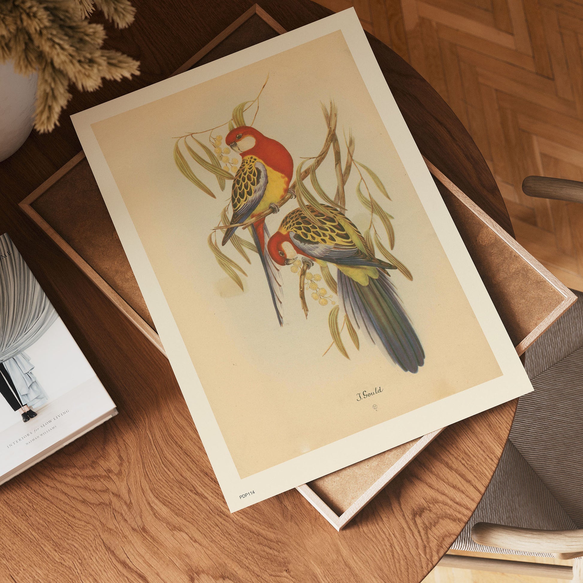 J Gould Parrots Natural History 30x40cm Art Poster Print
