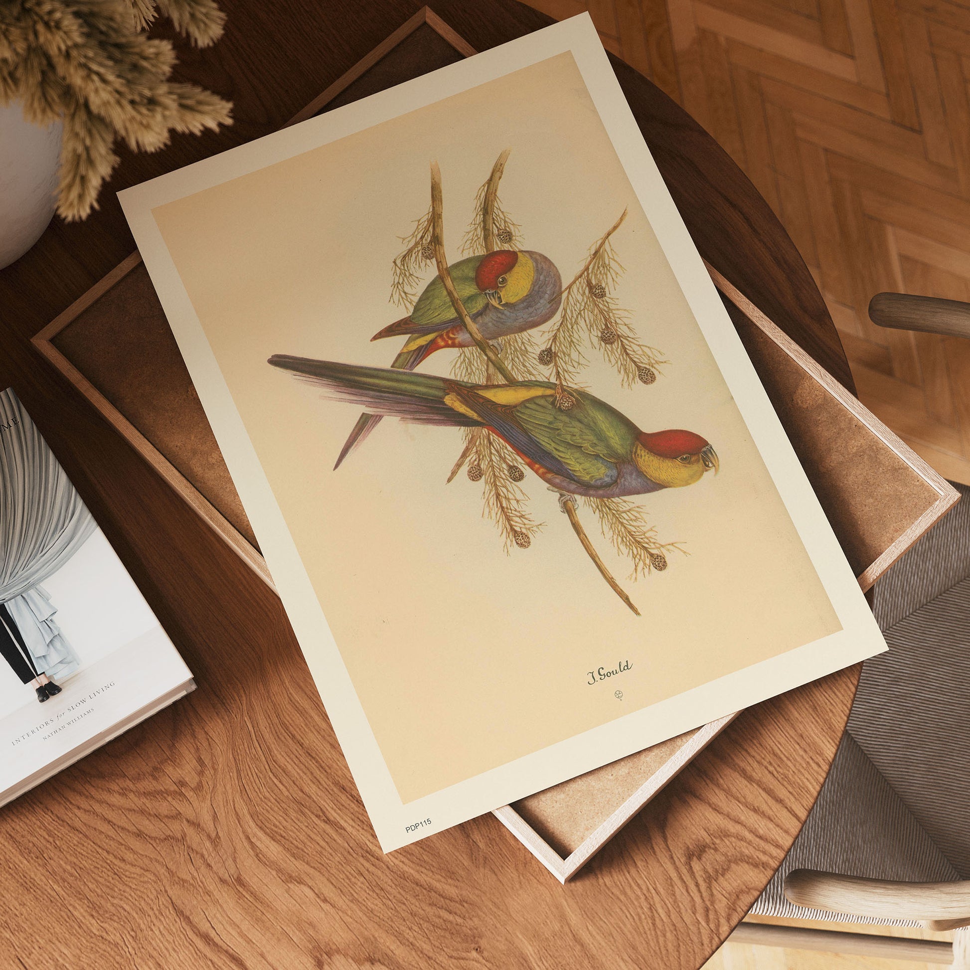 J Gould Parrots Natural History 30x40cm Art Poster Print