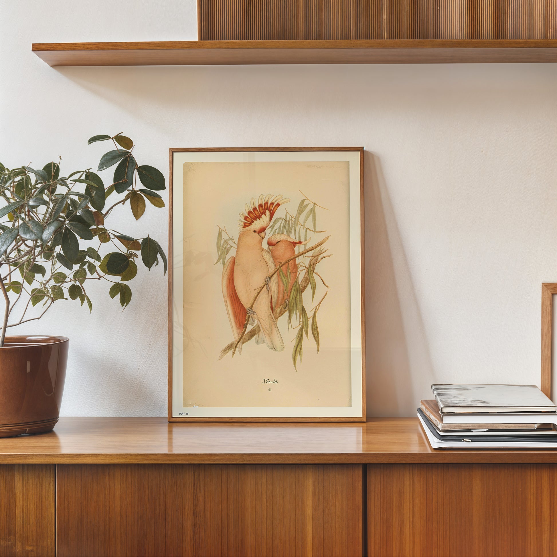 J Gould Parrots Natural History 30x40cm Art Poster Print