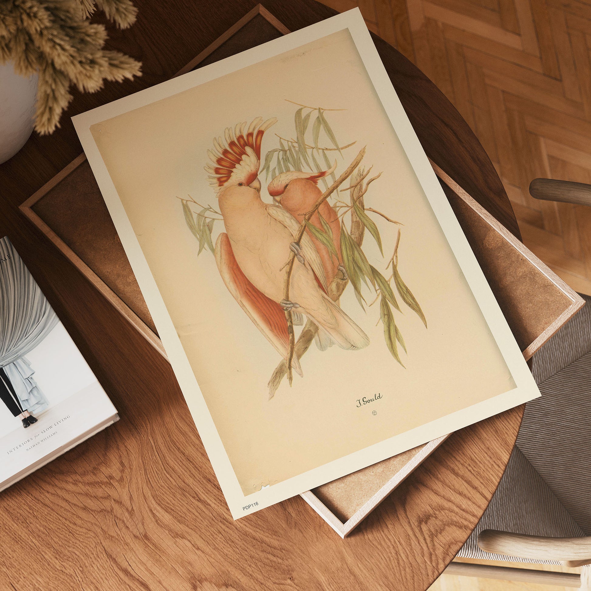 J Gould Parrots Natural History 30x40cm Art Poster Print