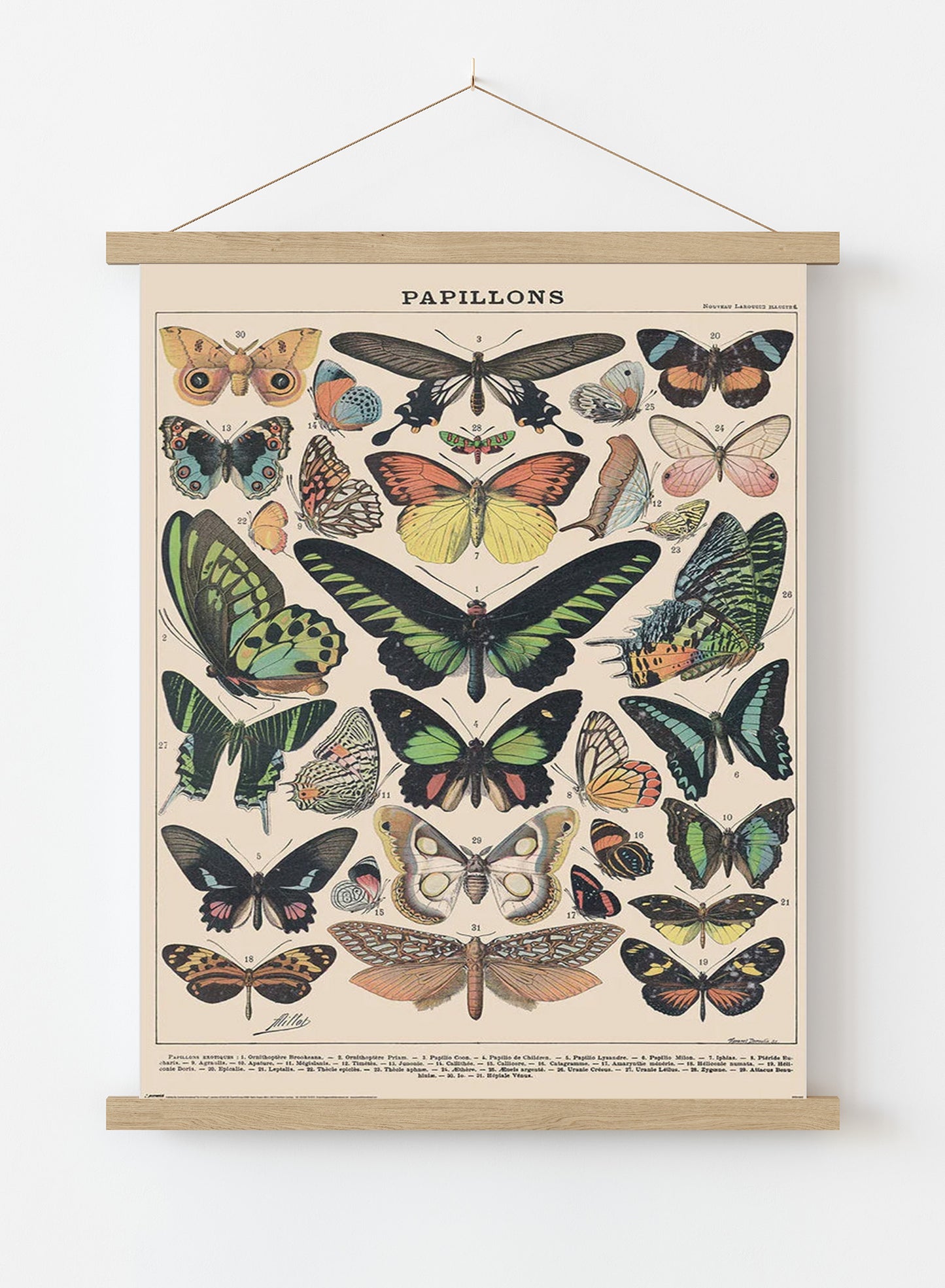 Millot (Papillons) Butterflys 61x91.5cm Maxi Poster