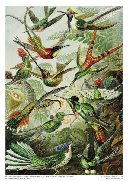 Adult Sustainable 1000 Piece Jigsaw Puzzle V&A: Hummingbirds