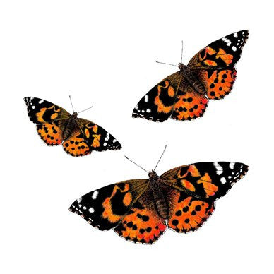 Painted Lady Butterflies Greetings Card 14x14cm (blank inside) - On the Wall Art Print Posters & Gifts