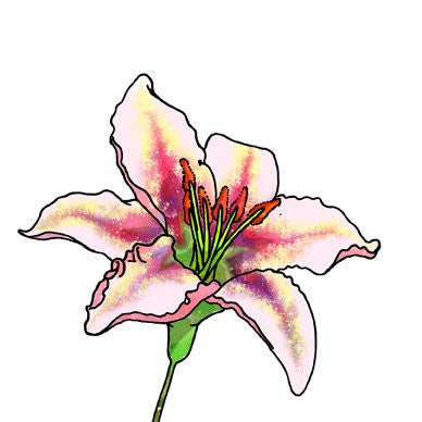 Lilium Speciosum Greetings Card 14x14cm (blank inside) - On the Wall Art Print Posters & Gifts