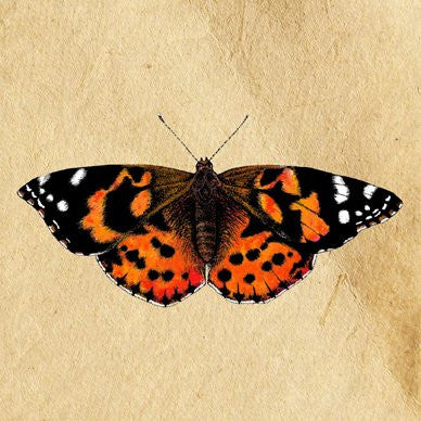 Painted Lady Greetings Card 14x14cm (blank inside) - On the Wall Art Print Posters & Gifts