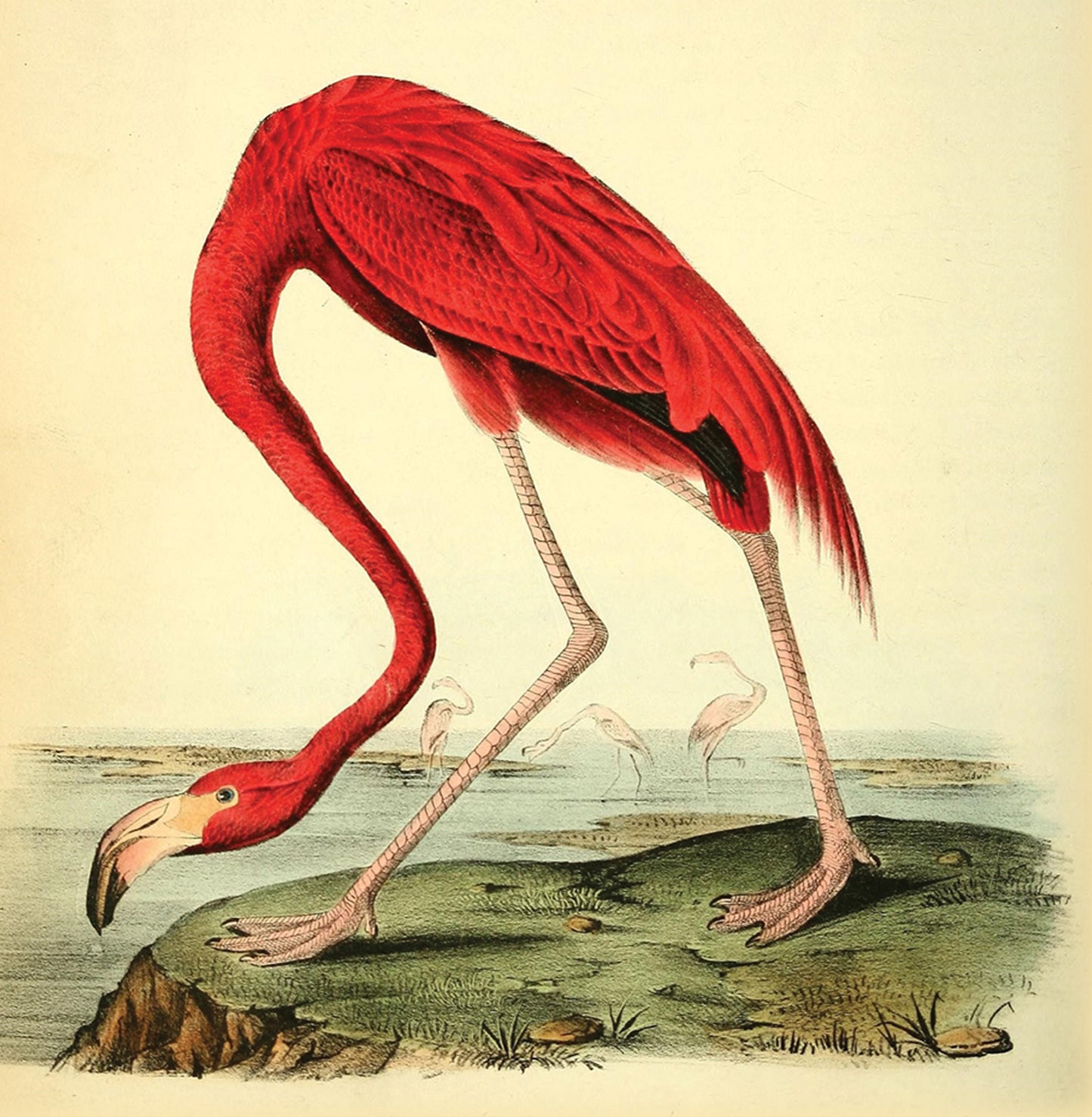 Flamingo Natural History 14x14cm Greetings card (Blank Inside)