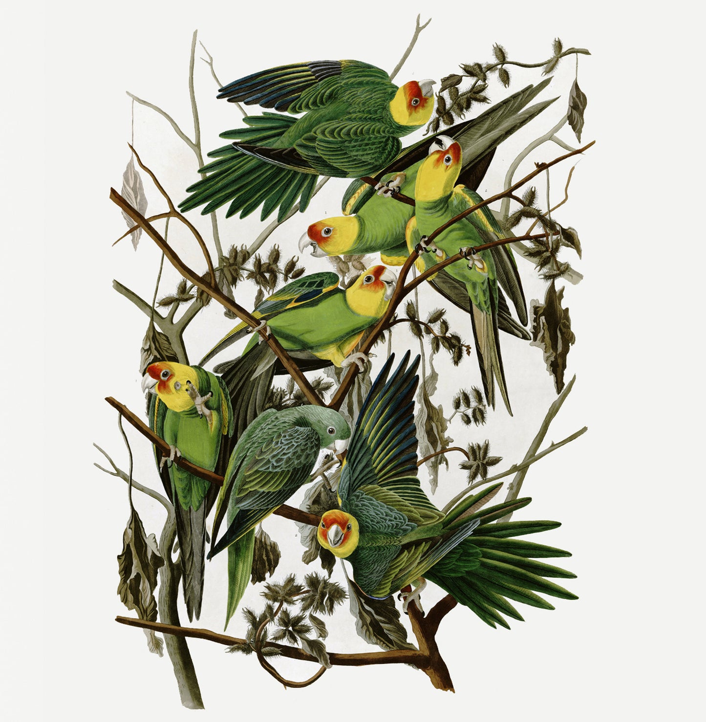 Parrot Natural History 14x14cm Greetings card (Blank Inside)