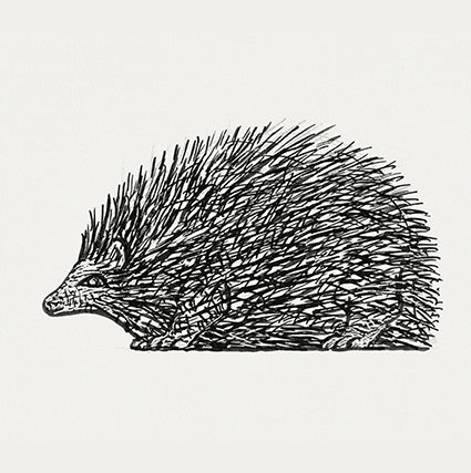 Illustrated Hedgehog Greetings Card