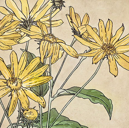 Sunflowers (1915) by Hannah Borger Overbeck Botanical 14x14cm Greetings Card
