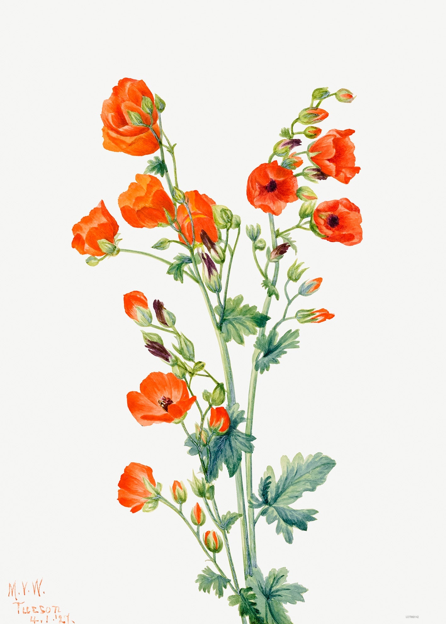 Botanical 50x70cm Art Print Scarlet Globe Mallow (Sphaeralcea grossulariaefolia) (1927) by Mary Vaux Walcott.