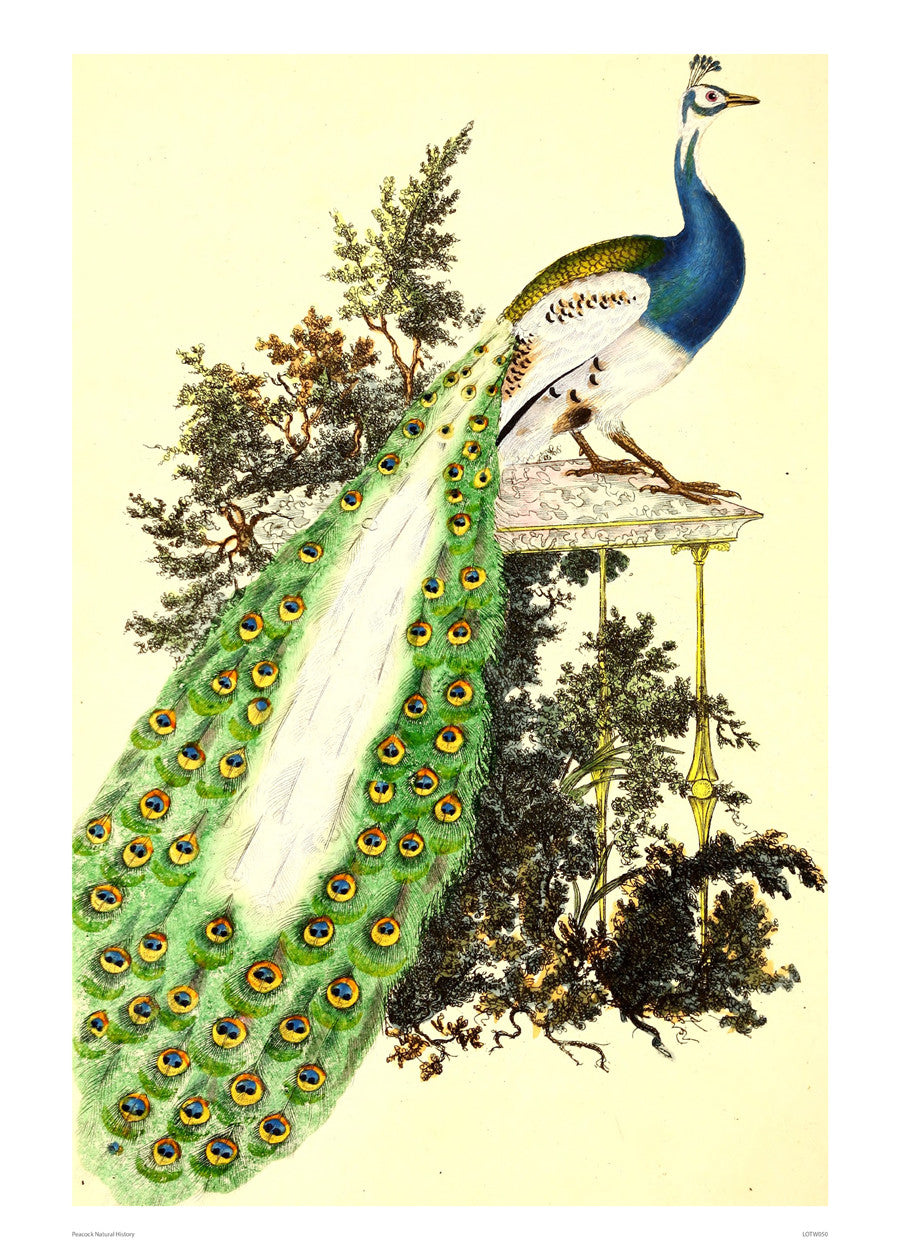 Natural History Peacock, Vintage Illustrated Field Studies, Animals Bird Art Print Poster 50x70cm