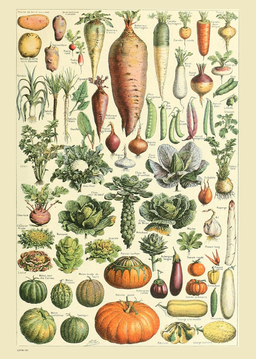 Vegetables Natural History 50x70cm Art Print