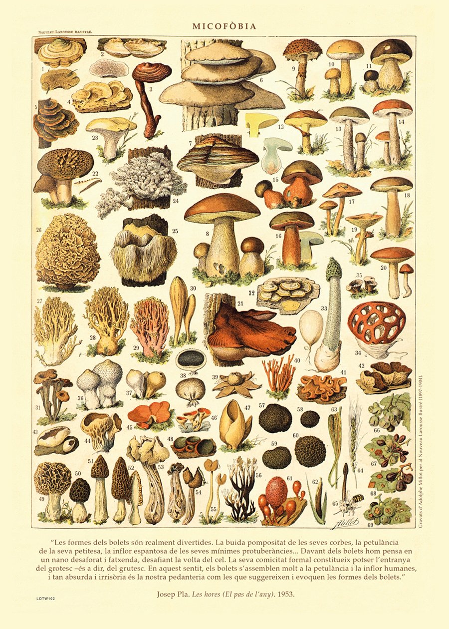 Mushrooms Natural History 50x70cm Art Print