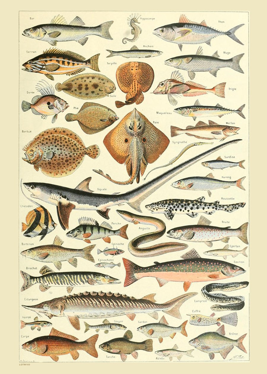 Fish Natural History 50x70cm Art Print