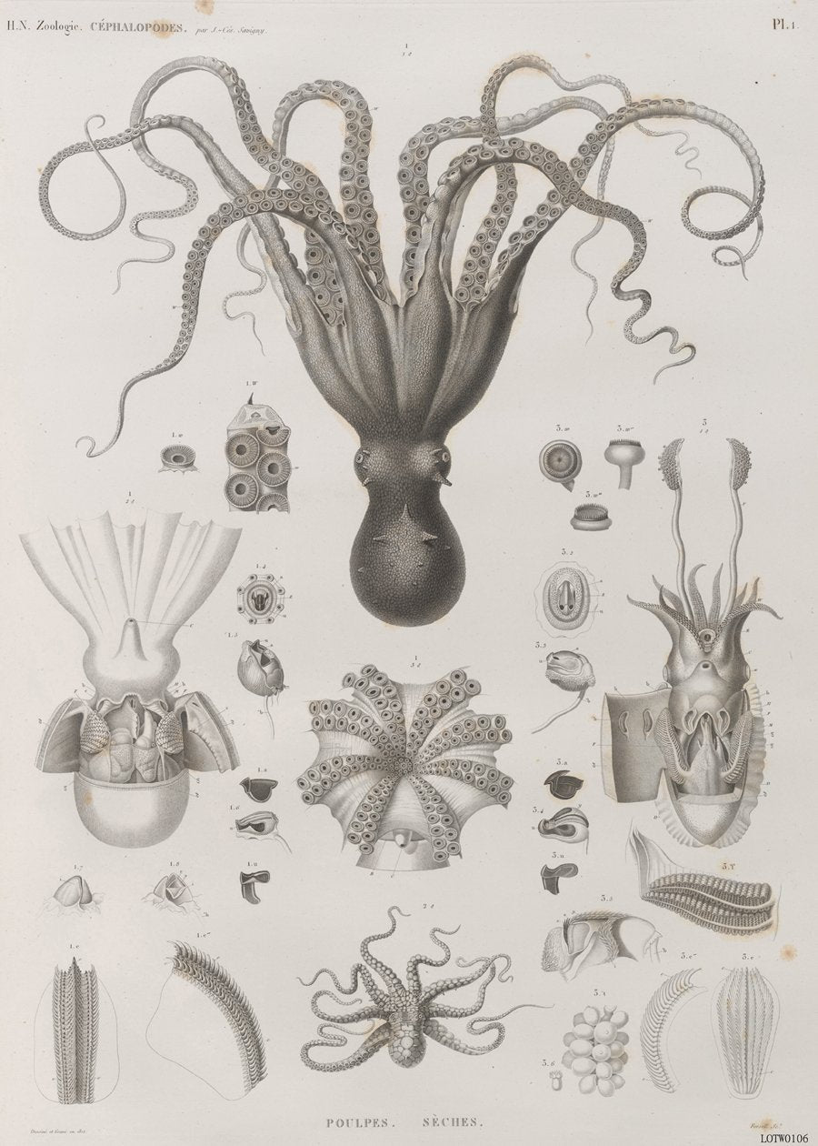 Octopus Natural History 50x70cm Art Print