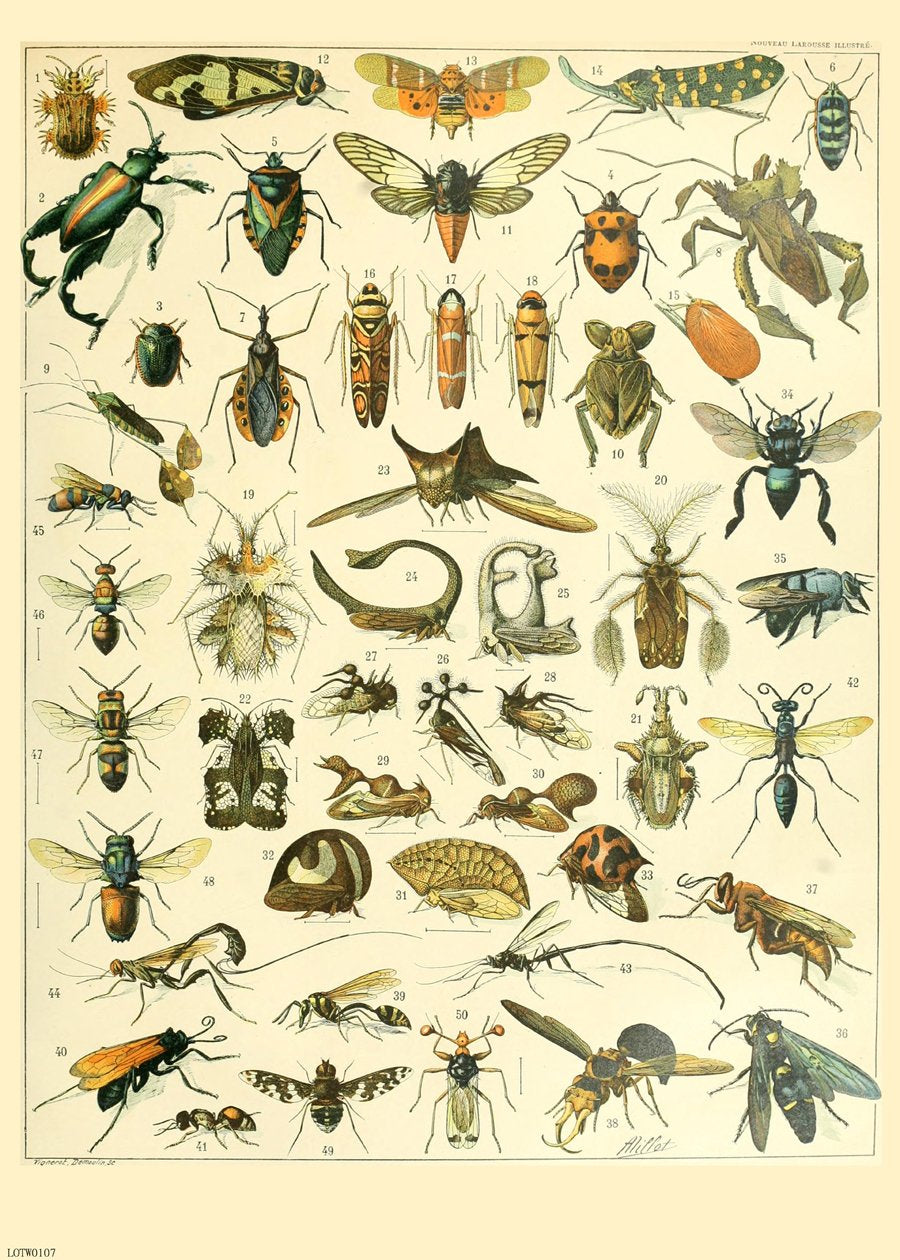 Bugs Natural History 50x70cm Art Print