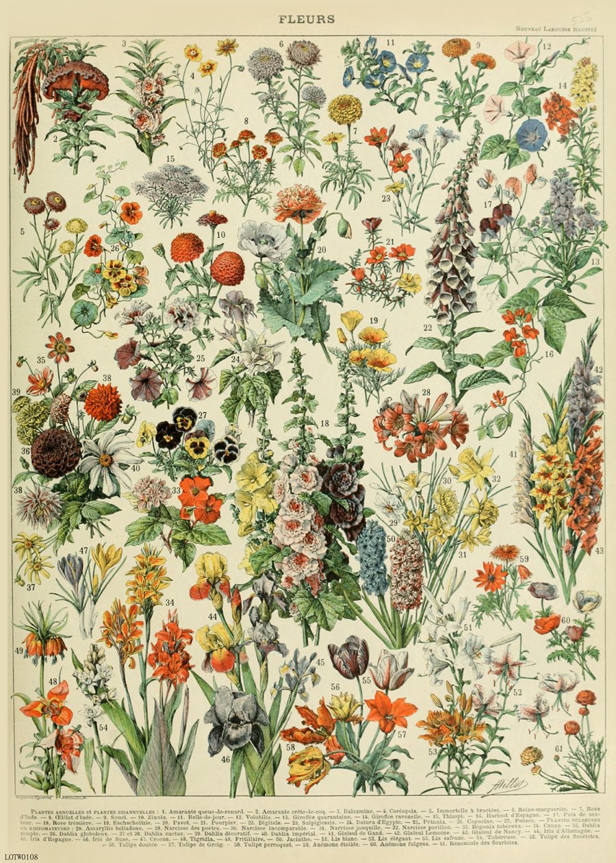 Flowers Natural History 50x70cm Art Print