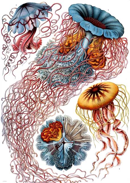 Jellyfish 50x70cm Art Print