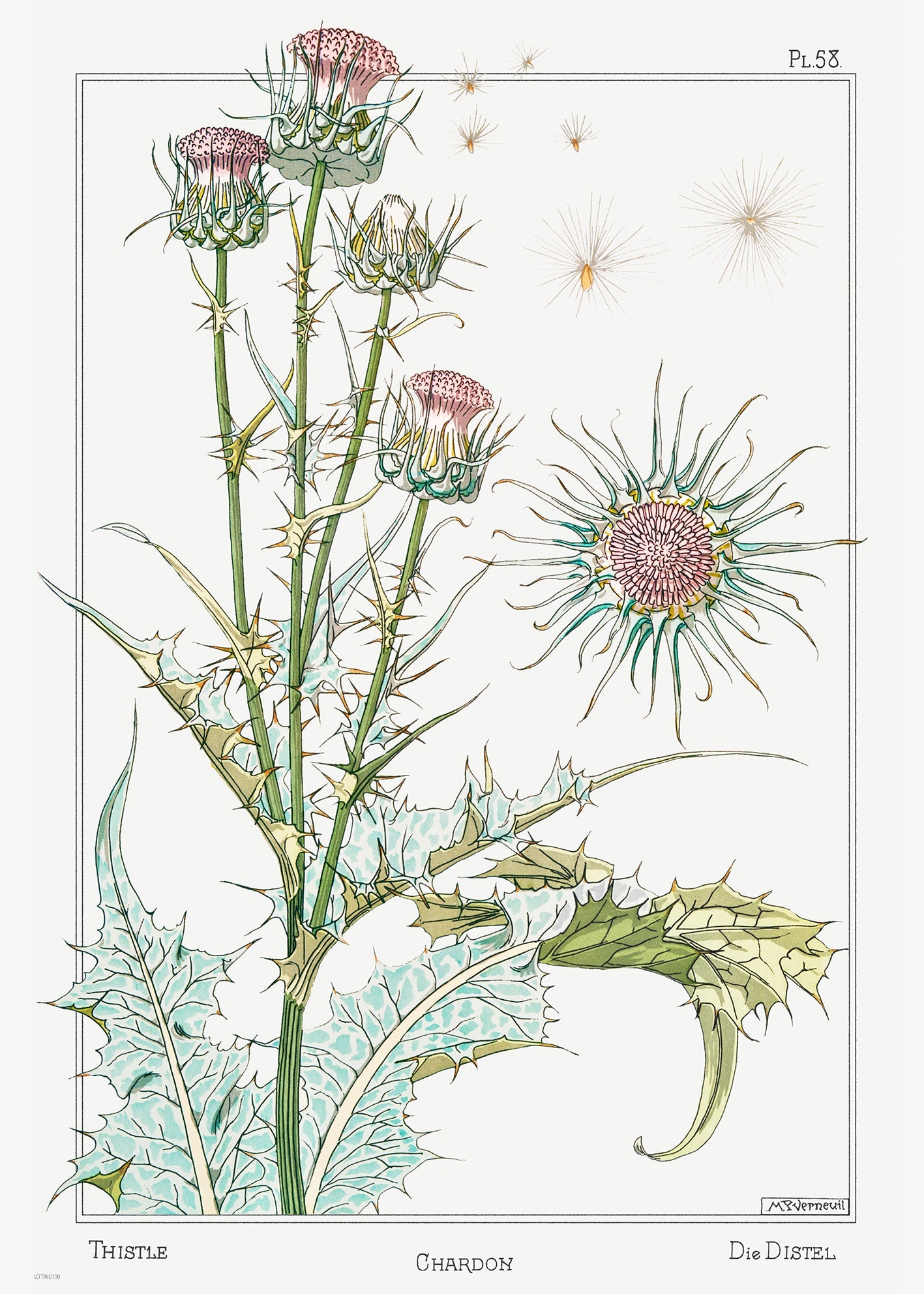 Botanical 50x70cm Art Print Chardon (thistle) from La Plante et ses Applications ornementales (1896) illustrated by Maurice Pillard Verneuil.