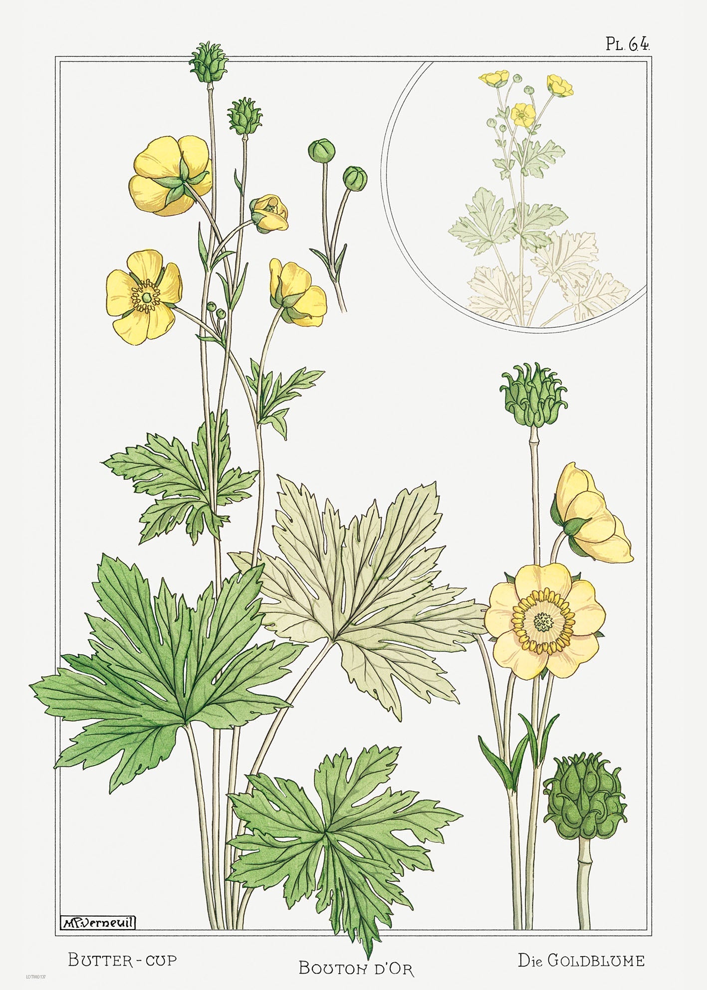 Botanical 50x70cm Art Print Buton or buttercup from La Plante et ses Applications ornementales (1896) illustrated by Maurice Pillard Verneuil.